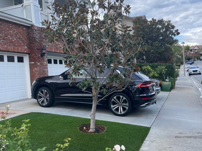 Young shade tree planted in a front lawn in Anaheim