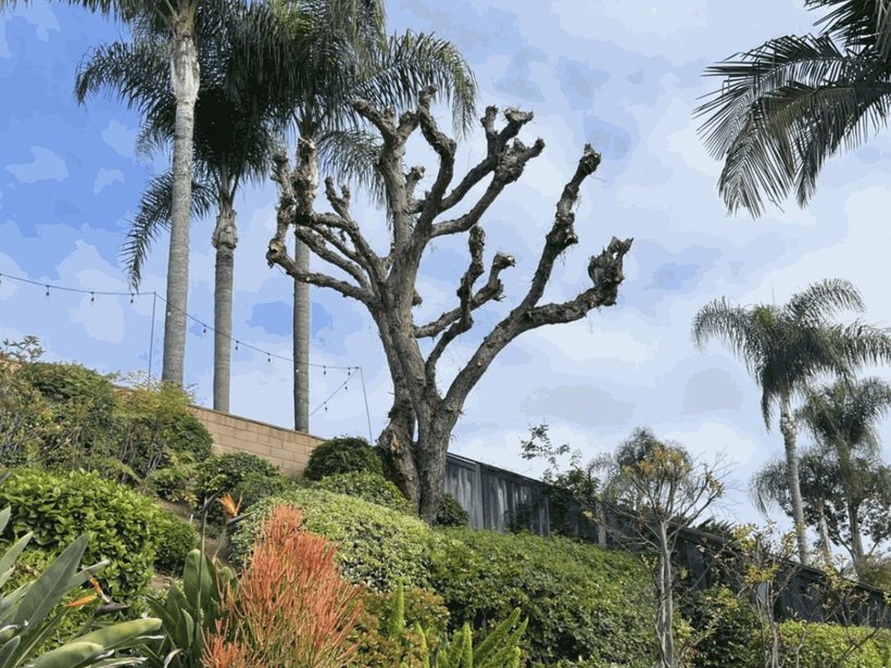 Tall palms standing above a planted hillside yard in the Anaheim area