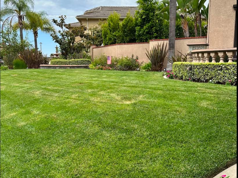 A front lawn we keep green in Anaheim