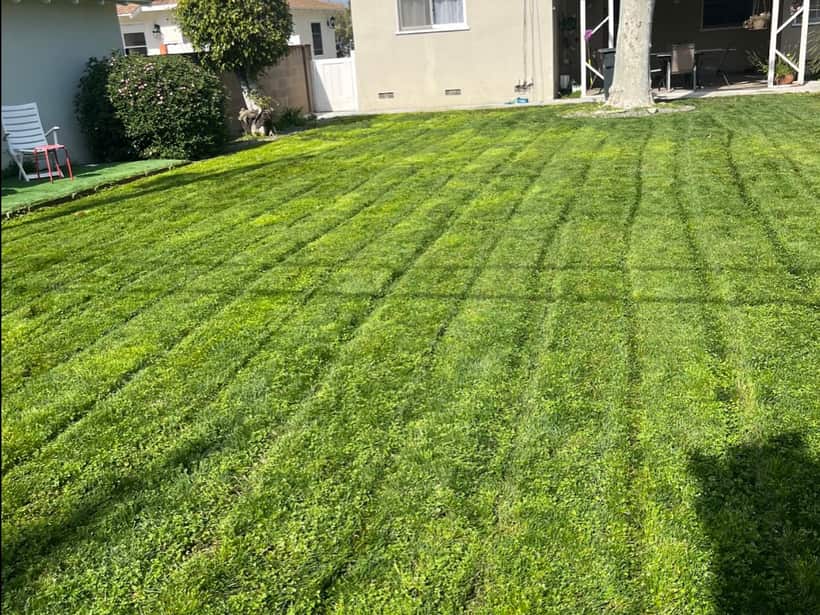 Back lawn cut in stripes on a weekly visit in Anaheim