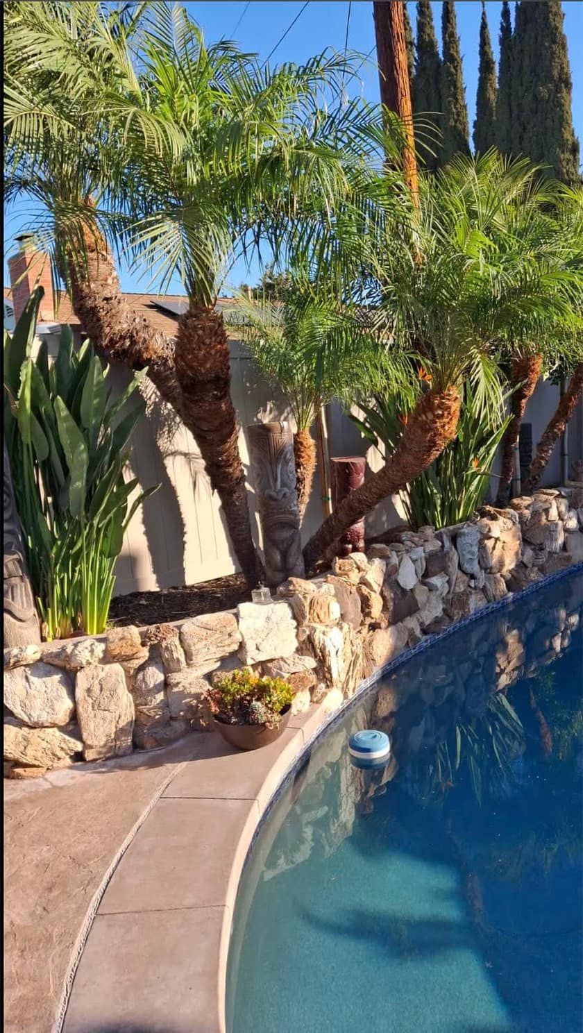 Backyard pool framed by palms and planted beds kept by Sunny Gardening Service