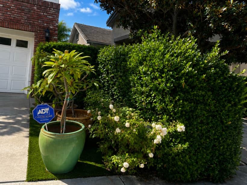 An overgrown hedge and rose bush before trimming at a home in Anaheim