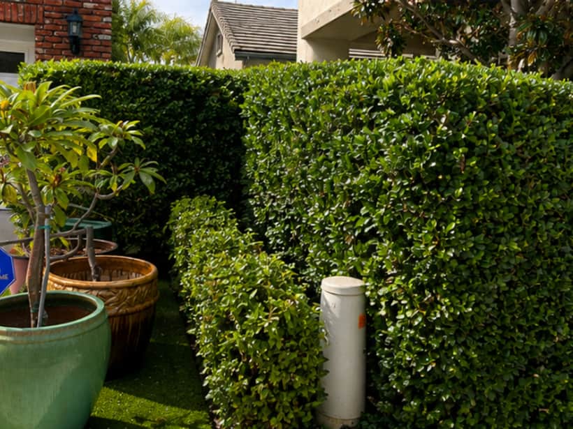 A hedge squared off and cut level after trimming