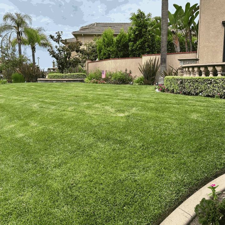 Wide back lawn mowed and edged below a block wall and palms in the Anaheim area