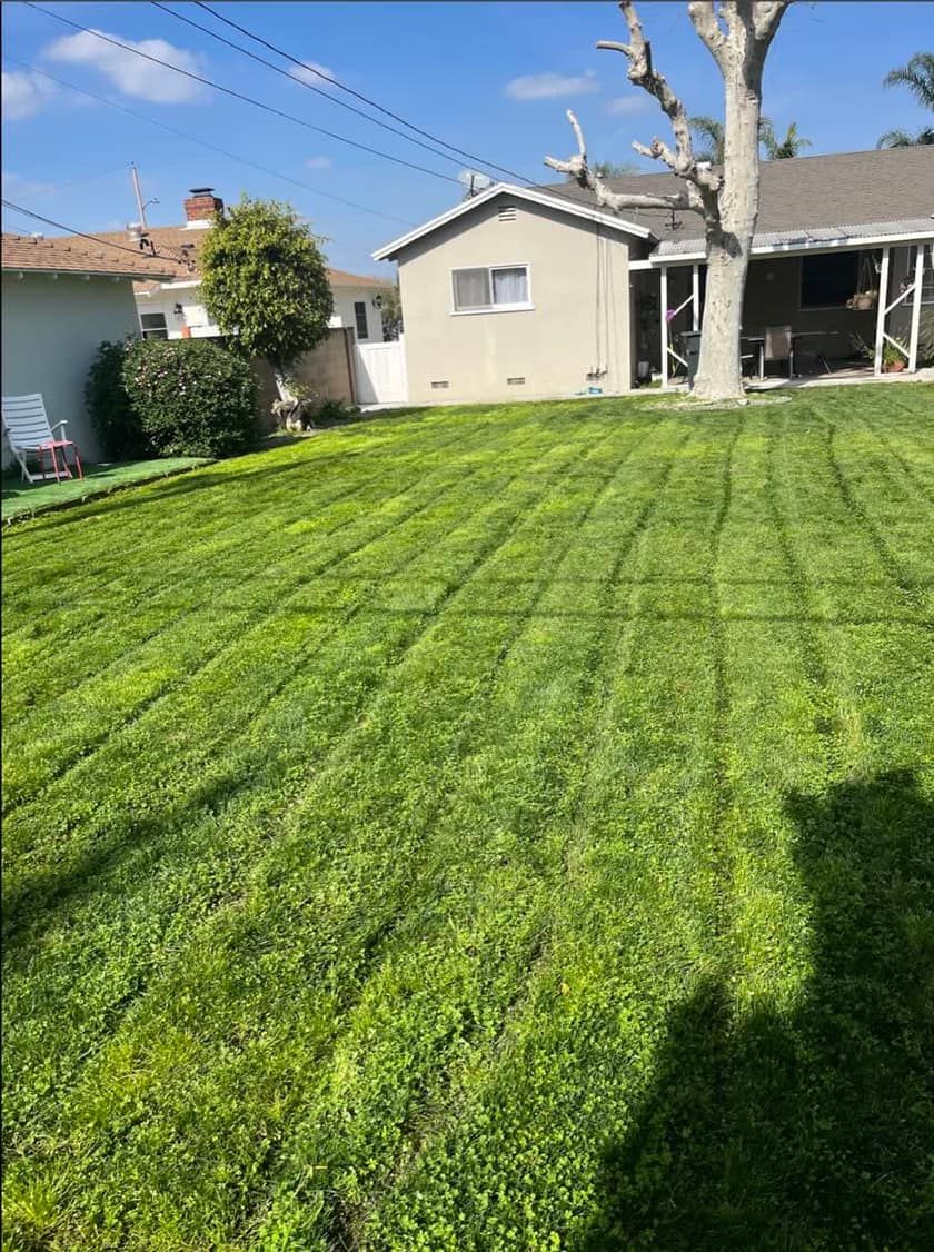 Large back lawn cut in stripes on a weekly visit in Anaheim