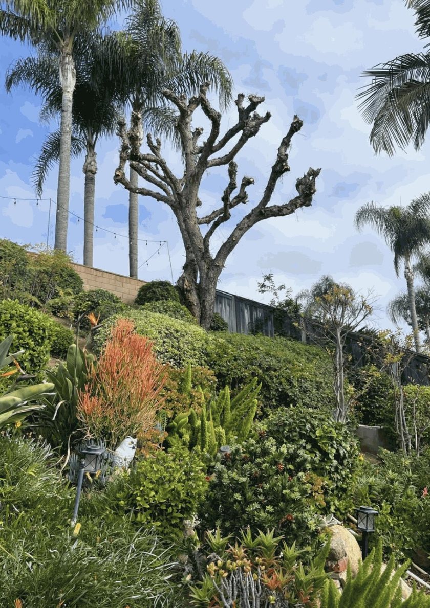 Large tree cut back hard on a planted hillside, with palms behind it