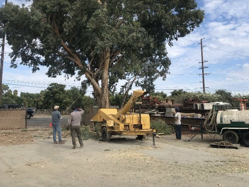 Crew trimming a tall tree with a wood chipper set up below it